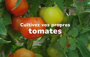 Cultiver des tomates