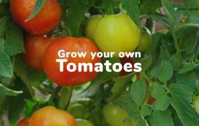Grow your own tomatoes | Love The Garden