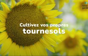 cultiver des tournesols