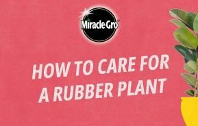How to care for a Rubber Plant