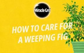 How to care for a Weeping Fig