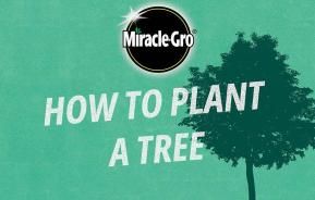Learn how to plant a tree