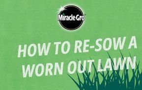 How to re-sow a lawn using grass seed