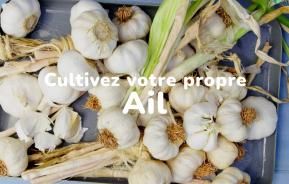 cultivez votre propre ail 