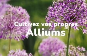 Cultivez vos propres alliums