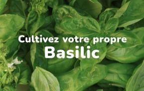 Cultivez votre propre basilic