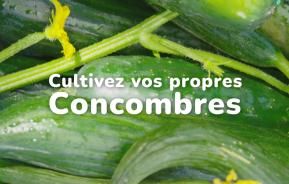 Cultivez vos propres concombres