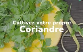 Cultivez votre propre coriandre 