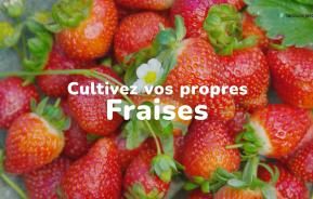 Cultivez vos propres fraises