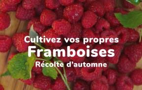 Cultivez vos propres framboises