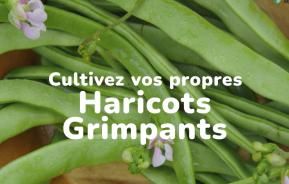 Cultivez vos propres haricots grimpants