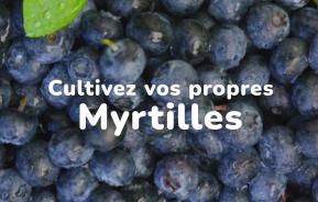 Cultivez vos propres myrtilles