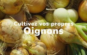 Cultivez vos propres oignons