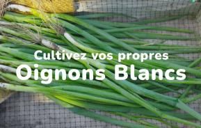 Cultivez vos propres oignons blancs