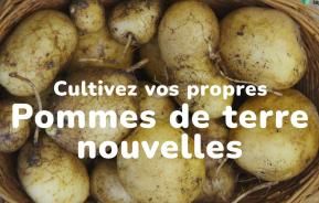 Cultivez vos propres pommes de terre nouvelles