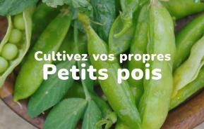 Cultivez vos propres petits pois