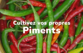 Cultivez vos propres piments