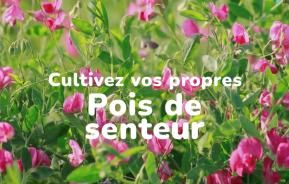 Cultivez vos propres pois de senteur