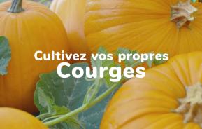 Cultivez vos propres courges