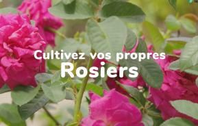 Cultivez vos propres rosiers