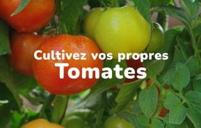 Cultivez vos propres tomates