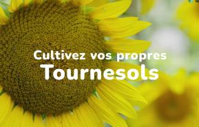 Cultivez vos propres tournesols