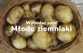 młode ziemniaki