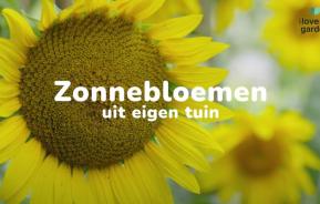 Zonnebloemen kweken