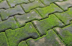 Voorbeeld van een terrasvloer met groene aanslag | Exemple d'une sol de terrasse avec dépôts verts et traces vertes
