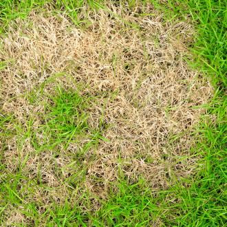 Maladies Du Gazon : Infos Et Traitement | La Pause Jardin