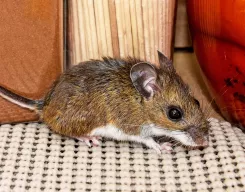 Comment Faire Pour Se Débarrasser Des Souris Comment Se Debarrasser Des Souris La Pause Jardin