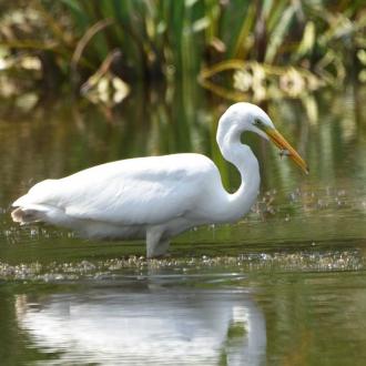 Great White Egret | Restoring Peatland Biodiversity | Evergreen Garden Care