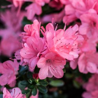 Specialist plant care | David Domoney | Miracle-Gro