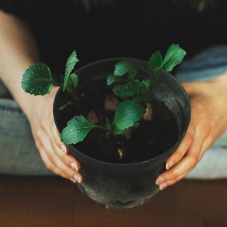 Your compost is changing | Evergreen Garden Care