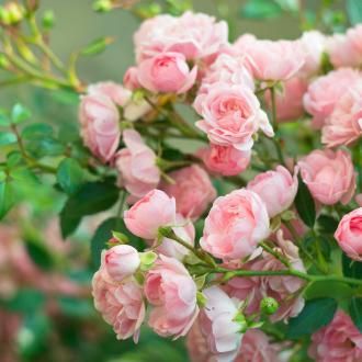 Pruning Roses | David Domoney | Love The Garden