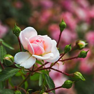 Caring for roses | David Domoney | Miracle Gro