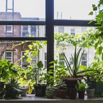 Grow your indoor jungle | David Domoney | Miracle Gro