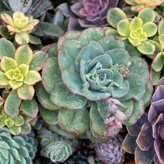 Caring for cacti, bonsai and succulents | David Domoney | Miracle Gro | Love The Garden