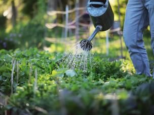 Salatbeet wird gegossen