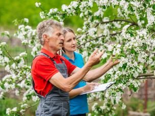 Gärtner inspizieren blühenden Apfelbaum