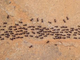 Ameisenkolonie wandert in eine Richtung