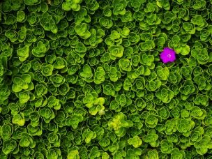 Lila Blume in grünem Feld