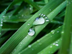 Wassertropfen Fußabdruck auf Blätter