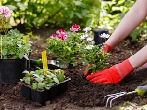 Blumen in Beet einpflanzen