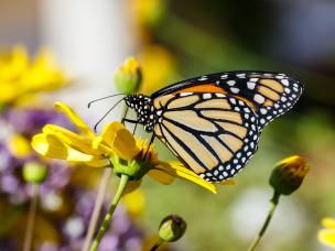 Schmetterling auf gelber Blume