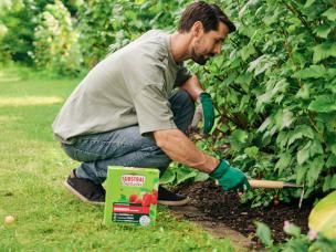 Mann düngt seine Beerensträucher