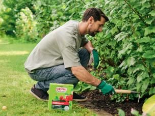 Mann düngt seine Beerensträucher