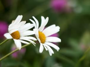 Close of of Chamomile Flower 