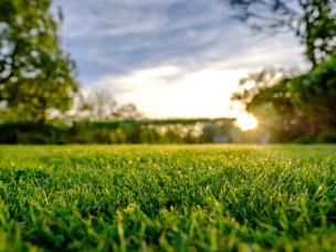 Qu'est-ce qu'un désherbant sélectif ? | Roundup | lapausejardin