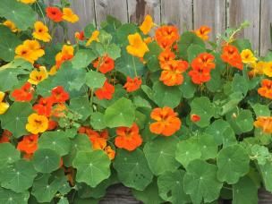 Orange Nasturtium on Border 